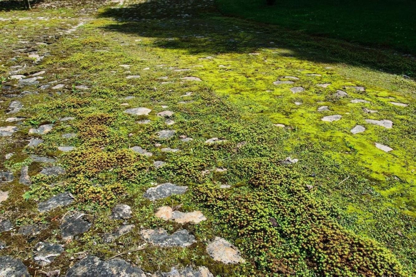 Rittergut/Gutshaus Grossgestewitz Naumburg  Eksteriør bilde